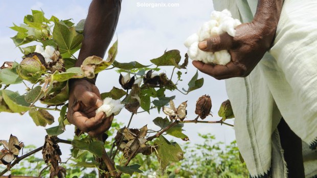 Farmer with Organic Cotton